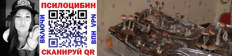 Галлюциногенные грибы Psilocybine cubensis  где продают   Саров 